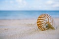 Nautilus shell on white beach sand, against sea waves Royalty Free Stock Photo