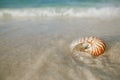 Nautilus shell on white beach sand, against sea waves Royalty Free Stock Photo