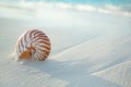 Nautilus shell on white beach sand, against sea waves Royalty Free Stock Photo