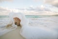 Concha en blanco playa arena por mar ondas 