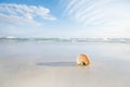 Nautilus shell on white Florida beach sand under the sun light