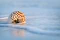 Nautilus shell on white Florida beach sand under the sun light