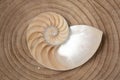 nautilus shell on wood background and snake skin Royalty Free Stock Photo