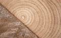 nautilus shell on wood background and snake skin Royalty Free Stock Photo