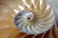 Nautilus spiral