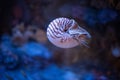 Nautilus swimming in an aquarium Royalty Free Stock Photo