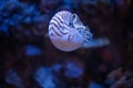 Nautilus swimming in an aquarium Royalty Free Stock Photo