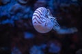 Nautilus swimming in an aquarium Royalty Free Stock Photo