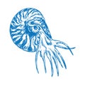Nautilus swimming profile, hand drawn doodle sketch Royalty Free Stock Photo