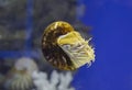 Nautilus swimming underwater Royalty Free Stock Photo