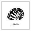 Nautilus Tiger Seashell. Black and white square card. Hand-ÃÂ²rawn collection of greeting cards. Vector illustration.