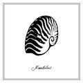 Nautilus Tiger Seashell. Black and white square card. Hand-ÃÂ²rawn collection of greeting cards. Vector illustration.