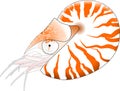 Nautilus