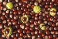 Nautral background from chestnuts. Royalty Free Stock Photo