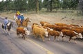 Navajo cowboy herding cattle on road, , AZ Royalty Free Stock Photo