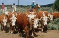 Navajo family herding cattle