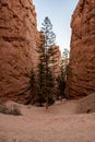 Navajo Loop Trail Trees Grow In The Switchbacks Royalty Free Stock Photo