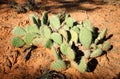 Navajo National Monument