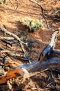 Navajo National Monument