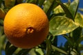 Naval orange on the tree Royalty Free Stock Photo