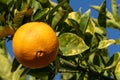 Naval orange on the tree Royalty Free Stock Photo