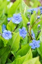 Navelwort Omphalodes verna Moench