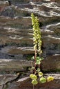 Navelwort (umbilicus rupestris Royalty Free Stock Photo