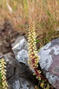 Navelwort (umbilicus rupestris