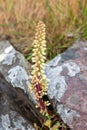 Navelwort (umbilicus rupestris