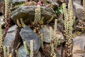 Navelwort (umbilicus rupestris