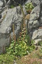 Navelwort