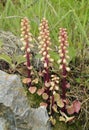 Navelwort