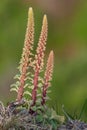 Navelwort (umbilicus rupestris) flowers