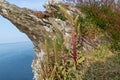 Navelwort (umbilicus rupestris) flowers