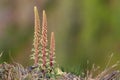 Navelwort (umbilicus rupestris) flowers