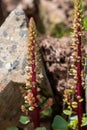 Navelwort (umbilicus rupestris) flowers
