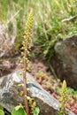 Navelwort (umbilicus rupestris) flowers