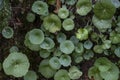 Navelwort Umbilicus rupestris green leaves