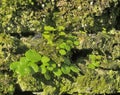 Navelwort