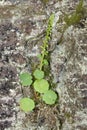 Navelwort - Umbilicus rupestris