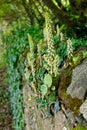 navelwort umbilicus rupestris stone wall