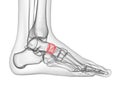 the navicular bone Royalty Free Stock Photo