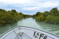 Navigating the strange and beautiful mangrove forests whose roots are in the water. Royalty Free Stock Photo