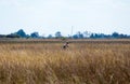 Navigation in the Okavango Delta