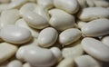 The navy bean, haricot, white bean