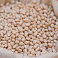 Navy bean