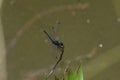 Navy Dropwing Dragonfly Trithemis furva Perched Tail Up