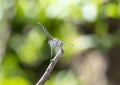 A navy dropwing, Trithemis furva, dragonfly, is perched on top of a tree branch in South Africa