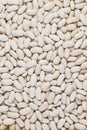 Navy White Kidney Beans (Navy beans, Cannellini beans) Royalty Free Stock Photo