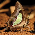 Nawab butterfly